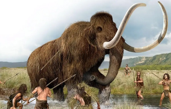 Các chỏm răng voi ma mút dài hơn và hộp sọ thì cao với kích thước từ đỉnh đầu xuống đáy và ngắn hơn kích thước từ gáy tới trán theo kích thước hài cót của ma mút còn sót lại.