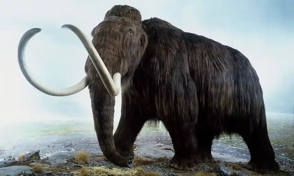 Voi ma mút hay còn có tên tiếng anh là Mammoth thuộc loài Mammuthus – một loài voi cổ đại đã bị tuyệt chủng. Chúng tồn tại vào khoảng 4,8 triệu năm đến 4.500 năm trước.
