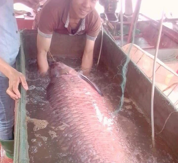 Anh Tăng Văn Năm bắt được con cá trắm đen "khủng" nặng 71,5kg khi đi đánh lưới trên sông Chảy, đoạn gần hồ Thác Bà (xã Phan Thanh, Lục yên, Yên Bái).