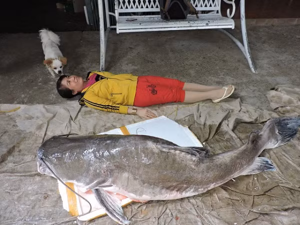 Một người dân tại huyện Buôn Đôn (Đắk Lắk) vừa bắt được một cá lăng “khủng” trên dòng sông Sêrêpốk nặng tới 85kg.