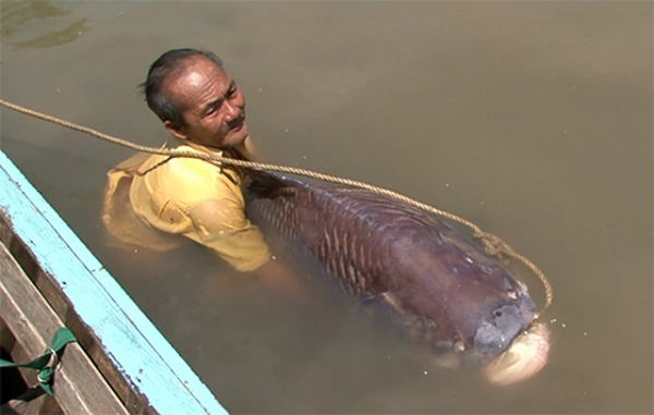 Một ngư dân ở Đồng Tháp đã bắt được con cá hô nặng gần 100kg trên sông Tiền, đoạn ngang qua cồn Trọi, xã Bình Thạnh, huyện Cao Lãnh.