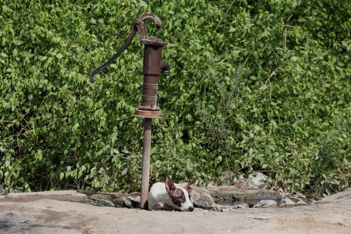 Chú chó nằm dưới một chiếc máy bơm tay dưới cái nắng bỏng rát.