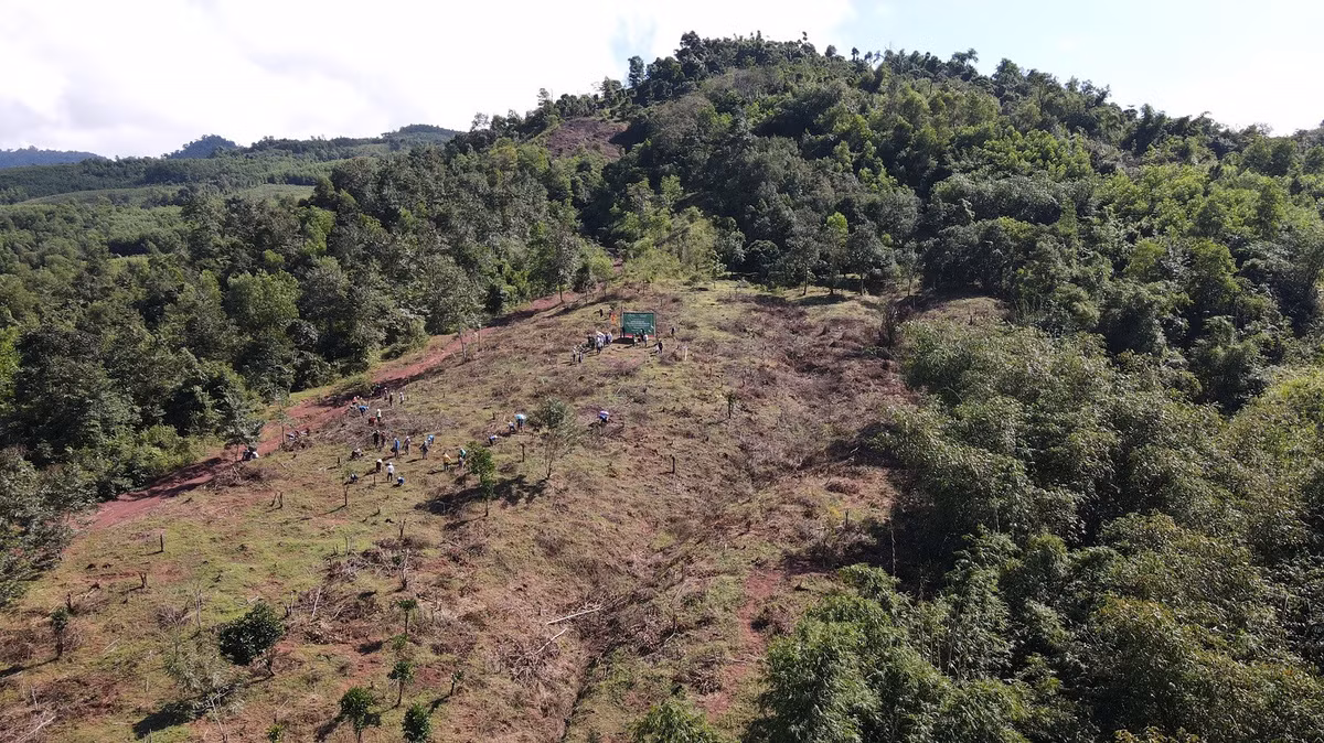 Trồng cây trên gần 120 ha phục hồi đầu nguồn sông Thạch Hãn Trong cay tren gan 120 ha phuc hoi dau nguon song Thach Han