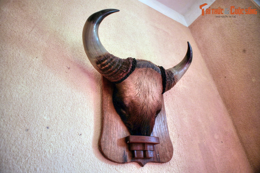 Chiếc đầu bò tót treo trong phòng chờ của khách, là chiến lợi phẩm từ một chuyến đi săn ở Tây Nguyên của cựu hoàng Bảo Đại. Trước khi Dinh 3 Bảo Đại được xây dựng, Hoàng hậu Nam Phương và phu quân khi lên Đà Lạt thường nghỉ tại cung Nam Phương Hoàng hậu.