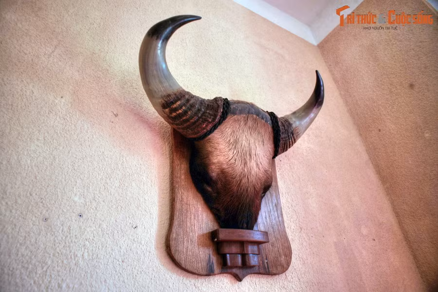 Chiếc đầu bò tót treo trong phòng chờ của khách, là chiến lợi phẩm từ một chuyến đi săn ở Tây Nguyên của cựu hoàng Bảo Đại. Trước khi Dinh 3 Bảo Đại được xây dựng, Hoàng hậu Nam Phương và phu quân khi lên Đà Lạt thường nghỉ tại cung Nam Phương Hoàng hậu.