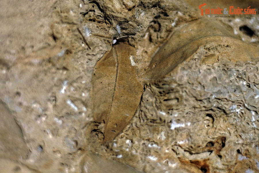 Điều thú vị là, thời gian để mẫu vật trở thành hóa thạch rất ngắn, chỉ cần vài chục năm, thậm chí vài năm là đủ.