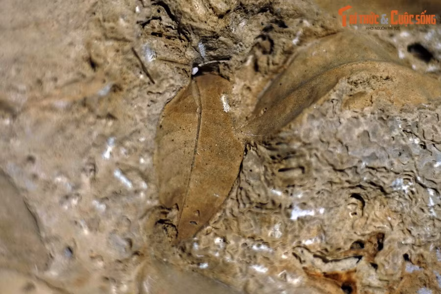 Điều thú vị là, thời gian để mẫu vật trở thành hóa thạch rất ngắn, chỉ cần vài chục năm, thậm chí vài năm là đủ.