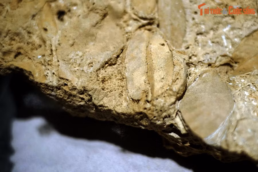 Loại travertine có thành phần carbonat thường được hình thành trong hang động karst, tạo nên các loại thạch nhũ và trầm tích lót nền hang, hoặc trong lòng các con suối chảy ra từ khu vực núi đá vôi.