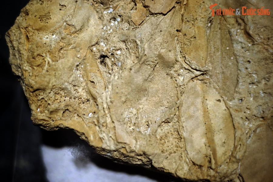 Một số hình ảnh khác về mẫu lá cây hóa thạch trong travertine của Bảo tàng Hóa thạch Hà Nội.