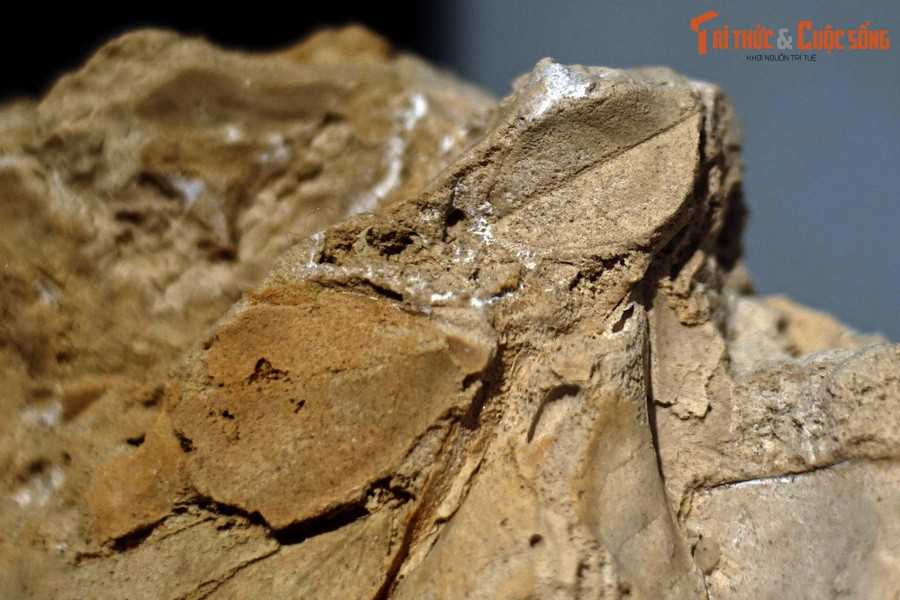 Trên thế giới, nhiều mẫu travertine chứa hóa thạch đã được khai thác trong tự nhiên để bán cho những người thích sưu tầm hóa thạch hoặc vật phẩm kỳ lạ.