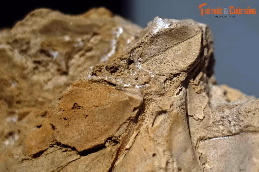 Trên thế giới, nhiều mẫu travertine chứa hóa thạch đã được khai thác trong tự nhiên để bán cho những người thích sưu tầm hóa thạch hoặc vật phẩm kỳ lạ.