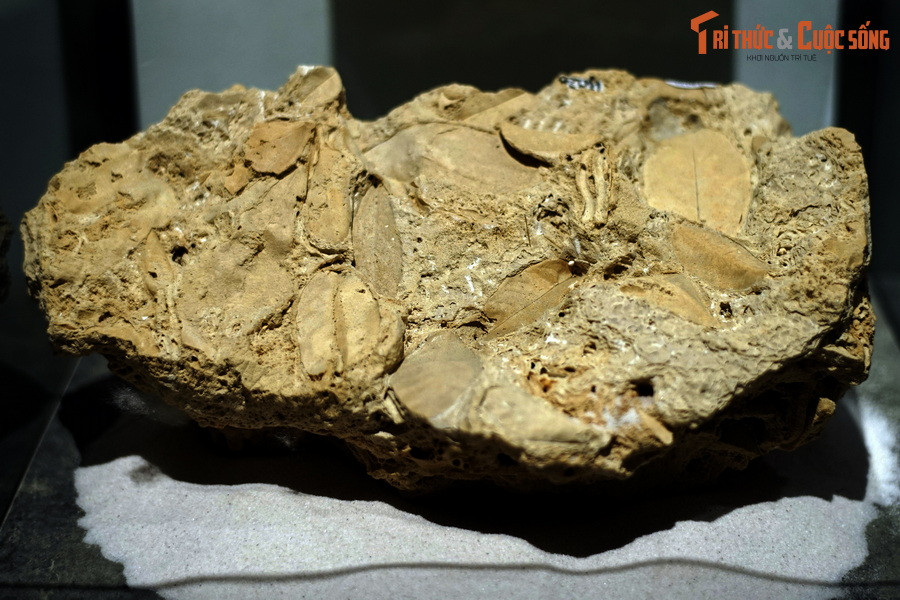 Đây là một mẫu đá travertine chứa nhiều lá cây hóa thạch, hiện vật của Bảo tàng Hóa thạch Hà Nội. Khác với nhiều mẫu hóa thạch khác, hóa thạch lá cây này rất “trẻ”, có thời gian hình thành chỉ bằng tuổi nhiều người đang sống.