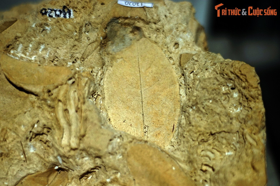 Trong quá trình hình thành travertine, nếu có xác động, thực vật rơi xuống thì chúng cũng dể dàng được bảo tồn như hóa thạch.