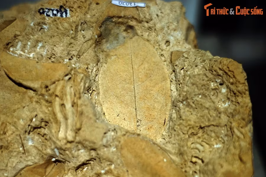 Trong quá trình hình thành travertine, nếu có xác động, thực vật rơi xuống thì chúng cũng dể dàng được bảo tồn như hóa thạch.