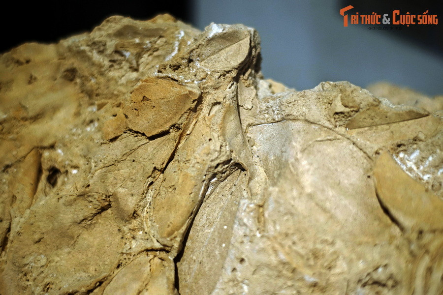 Nhiều hóa thạch thực vật, kể cả lá, cành, hoa, quả... đã được hình thành trong travertine theo cách ấy.