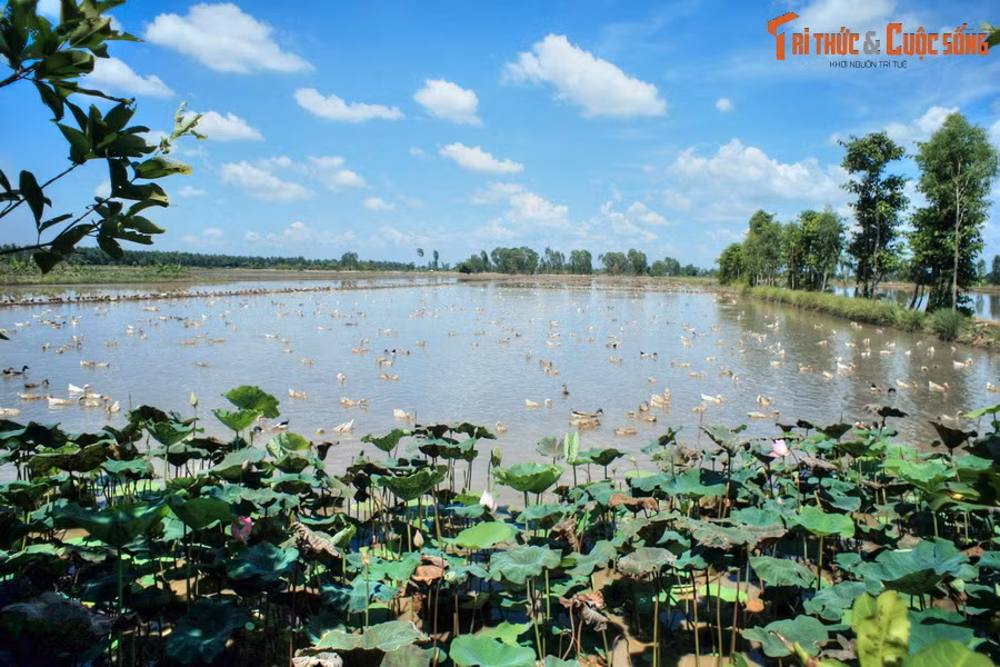  Đồng Tháp Mười là tên gọi quen thuộc để chỉ vùng đất trũng, thấp nằm giữa hạ lưu sông Mê Kông mà ngày nay là tỉnh Đồng Tháp. Nguồn gốc địa danh Đồng Tháp Mười là vấn đề đã được giới nghiên cứu lịch sử và ngôn ngữ phân tích từ lâu nhưng vẫn chưa tìm ra lời giải thích thấu đáo. (Ảnh trong bài chụp tại các địa phương khác nhau của tỉnh Đồng Tháp).