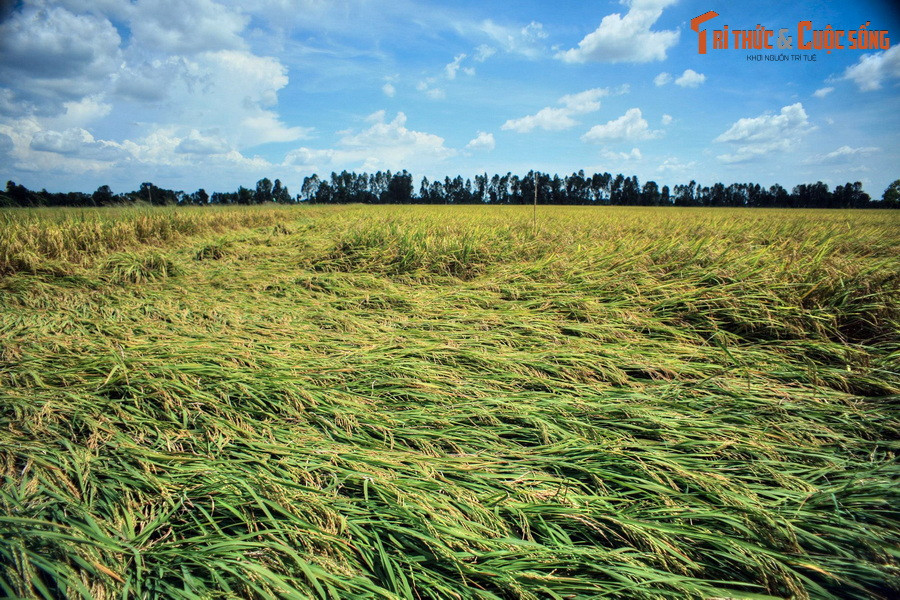 Nhà sử học Nguyễn Đình Đầu nhận định: “Địa danh Đồng Tháp Mười mới được phổ biến từ khi Thiên Hộ Dương lấy nơi này làm căn cứ cho nghĩa quân chống Pháp. Đồng Tháp Mười đã là một địa danh chính thức do người Việt đặt ra, mang nhiều ý nghĩa về địa lý, lịch sử quan trọng”.