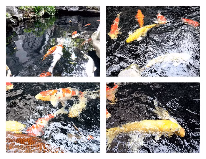 Hiện tại, bể cá này nuôi khoảng 30 con cá Koi thuộc nhiều loại khác nhau: Sanke (trắng pha đỏ - đen), Shiro Bekko (trắng pha đen), Chagoi (vảy ánh quang lấp lánh...).