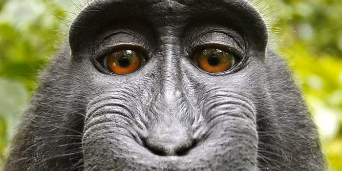 Anh selfie cua chu khi dinh doat tuong lai cua ban quyen AI