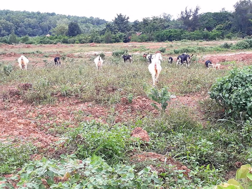 “Chau Au thu nho” thanh bai tha de