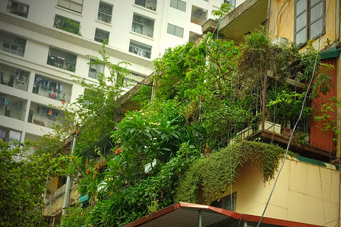 Giống như tổng thể tòa nhà, “chuồng cọp” ở tập thể D1 Giảng Võ cũng được bao phủ bởi màu xanh mát mắt. Nhờ thế, những “chuồng cọp” hiếm hoi xuất hiện ở đây cũng đỡ chướng mắt hơn hẳn so với những khu tập thể khác.