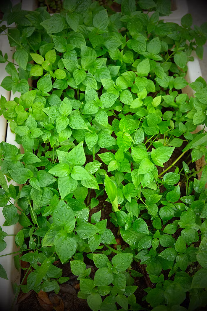 Cùng với những loại rau phổ biến như mồng tơ, diếp cá... chị Dương còn trồng thêm cả những loại rau khác mới được sử dụng rộng rãi trong thời gian gần đây như rau ngót Nhật.