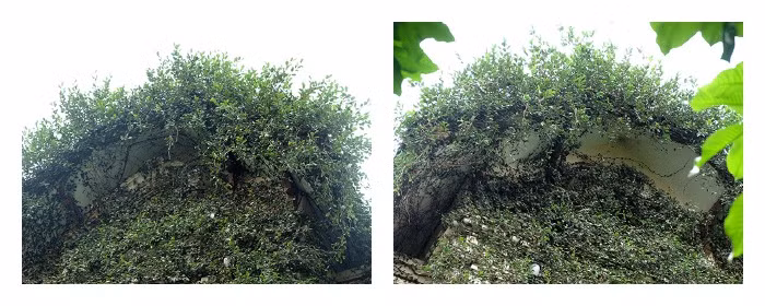 Ngoài độ mỏng dày của dây leo phủ quanh, có lẽ 2 mái nhà cũng không còn điểm khác biệt nào nữa.