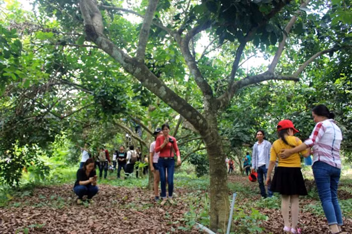 Tet Doan Ngo, “vuong quoc” chom chom khong... co trai