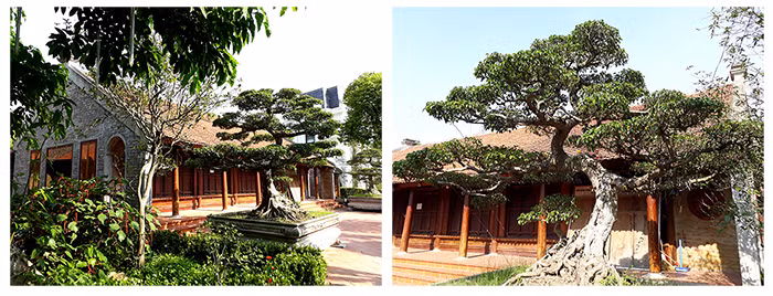 Hai cây xanh có giá trị ước đoán lên tới hàng trăm triệu đồng được đặt ở 2 góc sân, trước lối vào nhà tạo điểm nhấn cho tổng thể ngôi nhà.