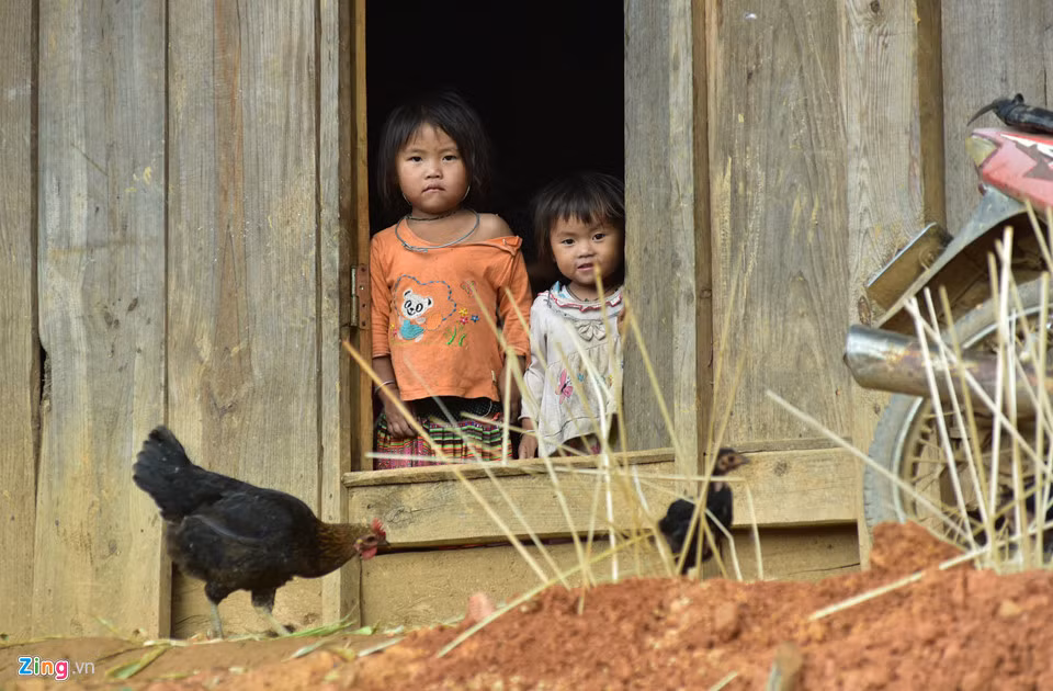 Những người Mông nơi đây không biết giống gà đen này có từ bao giờ, bởi từ lúc họ sinh ra đã thấy gà đen chạy tung tăng ở ngoài sân.