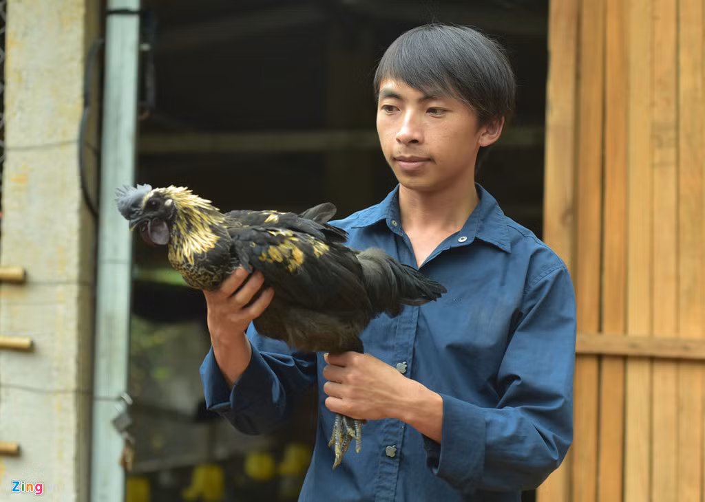 Sau khi tốt nghiệp Cao đẳng Thú y, Vàng A Công trở về quê hương đầu tư hơn 100 triệu đồng mở trang trại gà. Sau mỗi lứa 4 tháng, Công bán 1000 con gà đen, thu về 30 đồng tiền lãi.