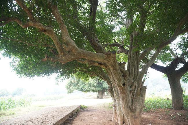 Rặng duối được cho là biên giới ngăn cách đất của tướng Ngô Quyền (khi chưa lên ngôi vua) với các họ khác. 