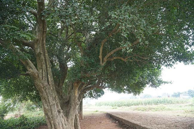 Theo dân làng nơi đây, xưa rặng duối kéo dài cả km, theo thời gian bị chết dần nay chỉ còn lại gần 20 cây. 