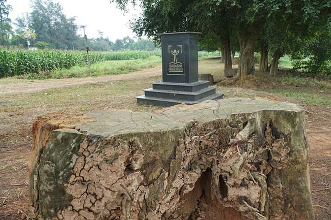 Tuy nhiên, theo người dân ở đây cho biết, đã có thêm 2 cây duối trong tổng số gần 20 cây bị chết do bị sét đánh. 