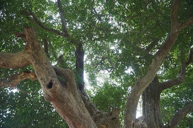 Nơi đây được coi là vùng đất địa linh, với sự hiện diện của của hai đời vua lẫy lừng lịch sử nước nhà (Bố Cái Đại vương Phùng Hưng và lăng Ngô Quyền). 