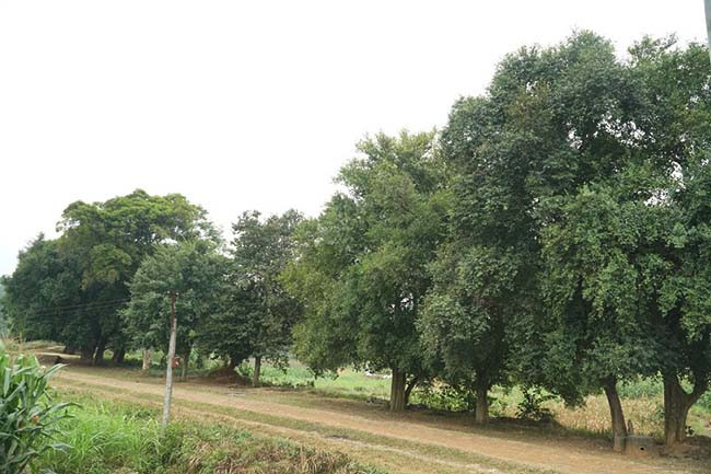 Từ rặng duối quay vào khu vực trong đền hiện giờ là đất của tướng Ngô Quyền. Quy ước ấy thực hiện từ năm 944 (năm vua Ngô Quyền mất) đến tận bây giờ. 