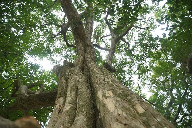 Tương truyền, đây là nơi Vua Ngô Quyền từng làm chỗ buộc voi, buộc ngựa sau các cuộc tập trận cùng với nghĩa quân để chuẩn bị tiến về vùng cửa sông Bạch Đằng đánh quân Nam Hán, chấm dứt 1.000 năm Bắc thuộc, lập ra vương triều Đại Việt. 