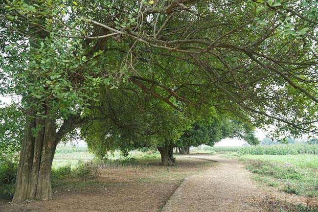 Có cây duối với kích thước 2 người ôm. 