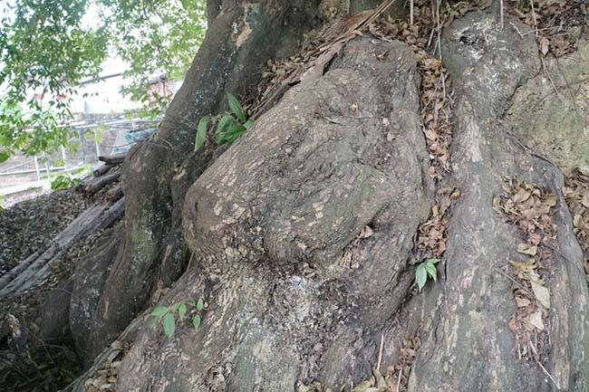 Trải qua hàng ngàn năm, người dân nơi đây luôn xem cây thị như vị Thánh của làng.