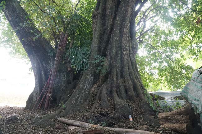 Khoảng 1.000 năm tuổi nên gốc, rễ của cây thị này đã bám chặt, ăn sâu vào đá núi. Nếu không nhìn kỹ sẽ không biết đây là đá, đâu là rễ cây thị.
