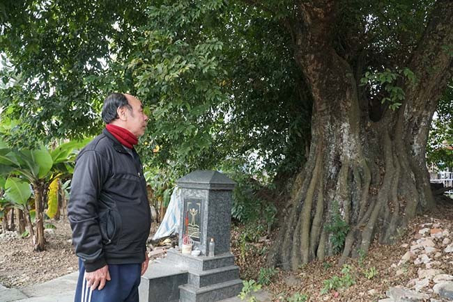 Theo ông Túc (người dân làng Nhuận Trạch) cho biết, từ nhỏ cây thị đã sum suê, tỏa bóng xanh mát. Đến nay không ai biết cây có tuổi đời chính xác là bao nhiêu, có người cho biết nếu so sử sách thì có lẽ cây phải có tuổi đời hàng nghìn năm. Người dân ở làng coi cây như báu vật thiêng, chứng kiến những thăng trầm lịch sử ở vùng đất này.