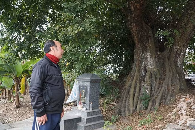 Theo ông Túc (người dân làng Nhuận Trạch) cho biết, từ nhỏ cây thị đã sum suê, tỏa bóng xanh mát. Đến nay không ai biết cây có tuổi đời chính xác là bao nhiêu, có người cho biết nếu so sử sách thì có lẽ cây phải có tuổi đời hàng nghìn năm. Người dân ở làng coi cây như báu vật thiêng, chứng kiến những thăng trầm lịch sử ở vùng đất này.