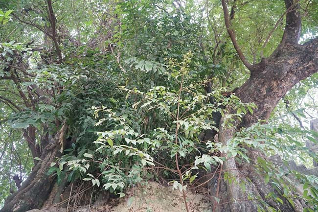 Rễ cây sần sùi nổi lên nhiều các nốt bám chặt vào đá khiến cho cây luôn vững chắc. Trải qua hàng nghìn năm cây vẫn phát triển mạnh mẽ như một biểu tượng của sự trường tồn, trung thành bên Phủ Khống, như 7 vị quan trung thần với vua Đinh. 