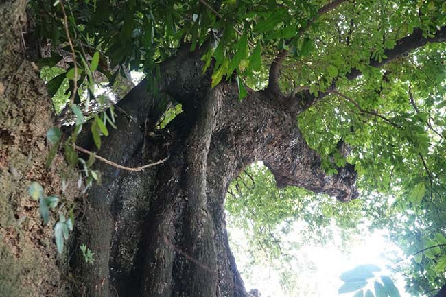 Cây thị nghàn năm tuổi càng trở nên kỳ bí bởi đến mùa ra hoa kết trái, trên các cành cây mọc ra 2 loại quả khác nhau là quả tròn và quả dẹt. Chưa có cây thị ở Việt Nam cùng ra một lúc 2 loại quả đặc biệt như cây thị ở Phủ Khống.