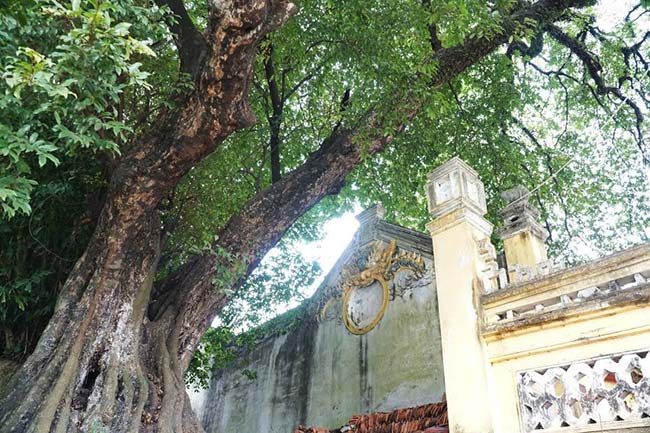 Cây thị đặc biệt cho ra 2 loại quả này thường cho ra nhiều quả nhất vào khoảng trung tuần tháng 8, đúng vào dịp lễ dỗ vua Đinh Tiên Hoàng. Người dân cho biết, những năm gần đây, cây luôn xanh tốt và nhiều quả khiến nhiều du khách đến tham quan vô cùng thích thú.