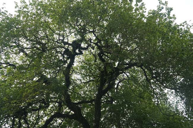 Mặc dù có tuổi đời hàng nghìn năm nhưng cây vẫn tươi tốt lạ thường. Tán cây trông như hình con voi khổng lồ, bao trùm lên ngôi đền cổ. 