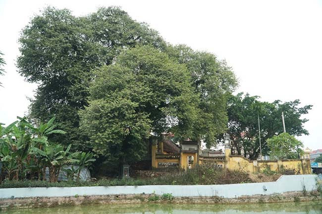 Chiem nguong cay thi ngan nam tuoi co hinh con voi khong lo