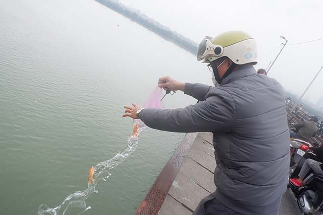 Tuy nhiên, không ít người vẫn thả cá từ thành cầu cao hàng chục mét xuống sông Hồng. 