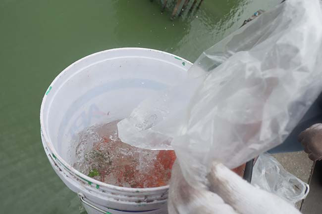 Khi có người mang cá đến, các bạn sinh viên này nhận cá và cho vào thùng. 