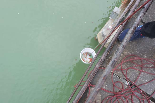 Rồi từ từ thả chiếc thùng bên trong có cá xuống sông.